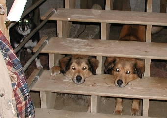 Lewie and Bobby with Maggie in the background (Under the stairs.)