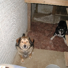 Lewie and Maggie (Under the stairs.)