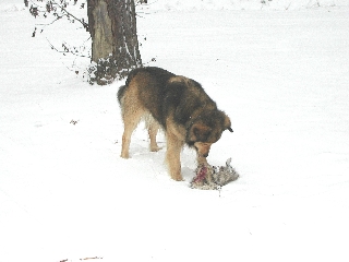 Lewie.&nbsp; Everyone else is playing.&nbsp; Lewie guarding his kill.
