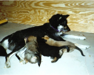 Maggie nursing 3 of 7 puppies.&nbsp; She was 35lbs then.&nbsp; 55lbs now.