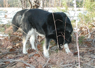 All three dogs graze.&nbsp; Maggie just doesn't get out much.