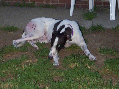 Bonnie the Greyhound