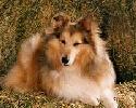 Collie