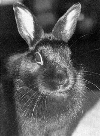 Esther Bunny!