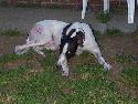 Greyhound