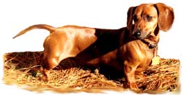 Katie - Dachshund
