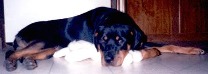 Lacey - Rottweiler