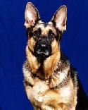 Shepherd