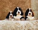 Spaniel