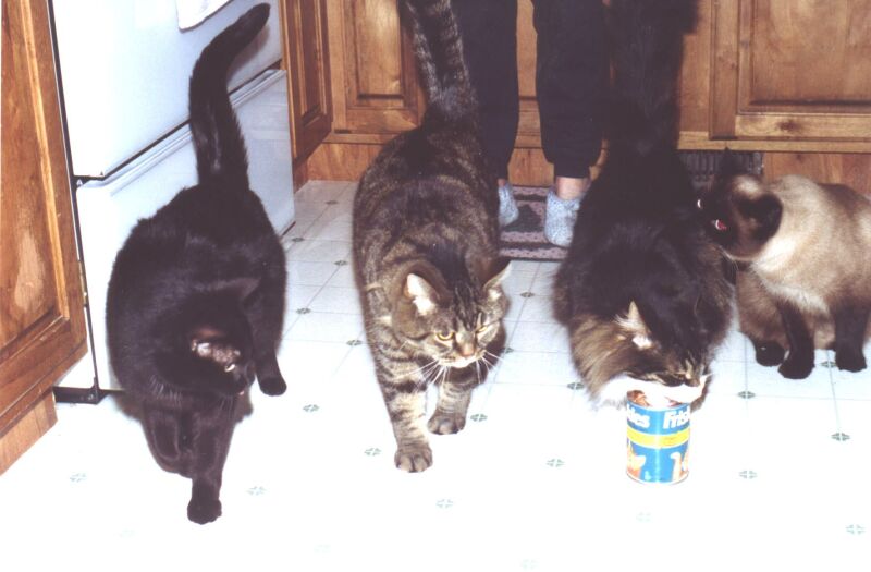 Nermal, Oliver, Zoe and Bozley checking out the food