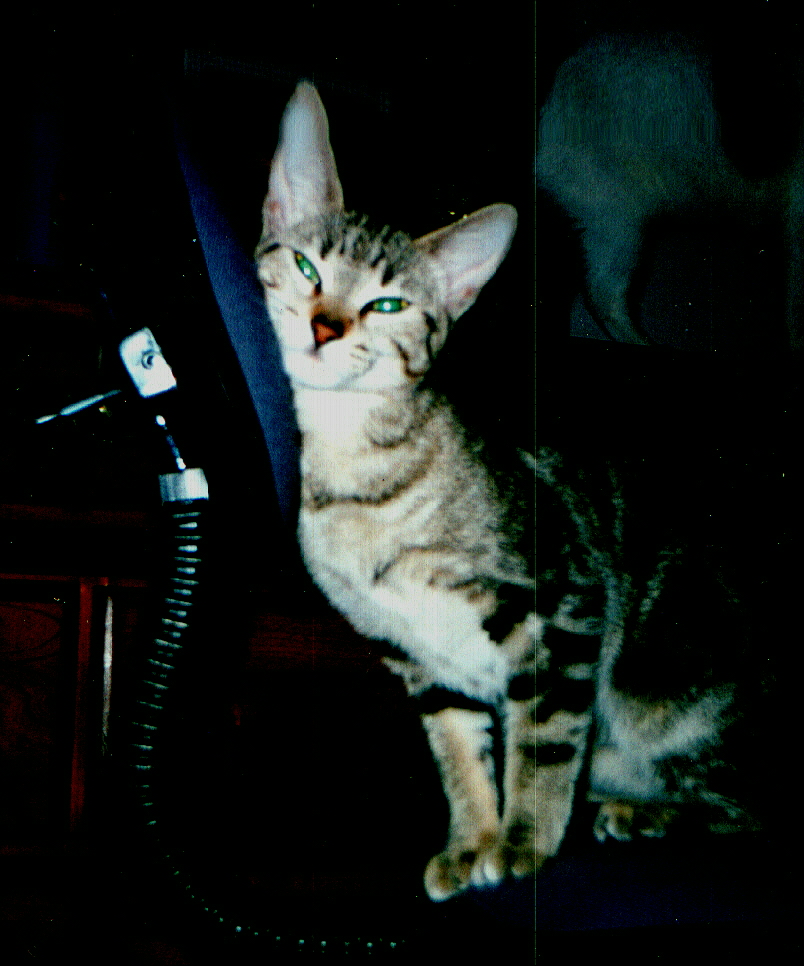 My friend Karins cat Tiger