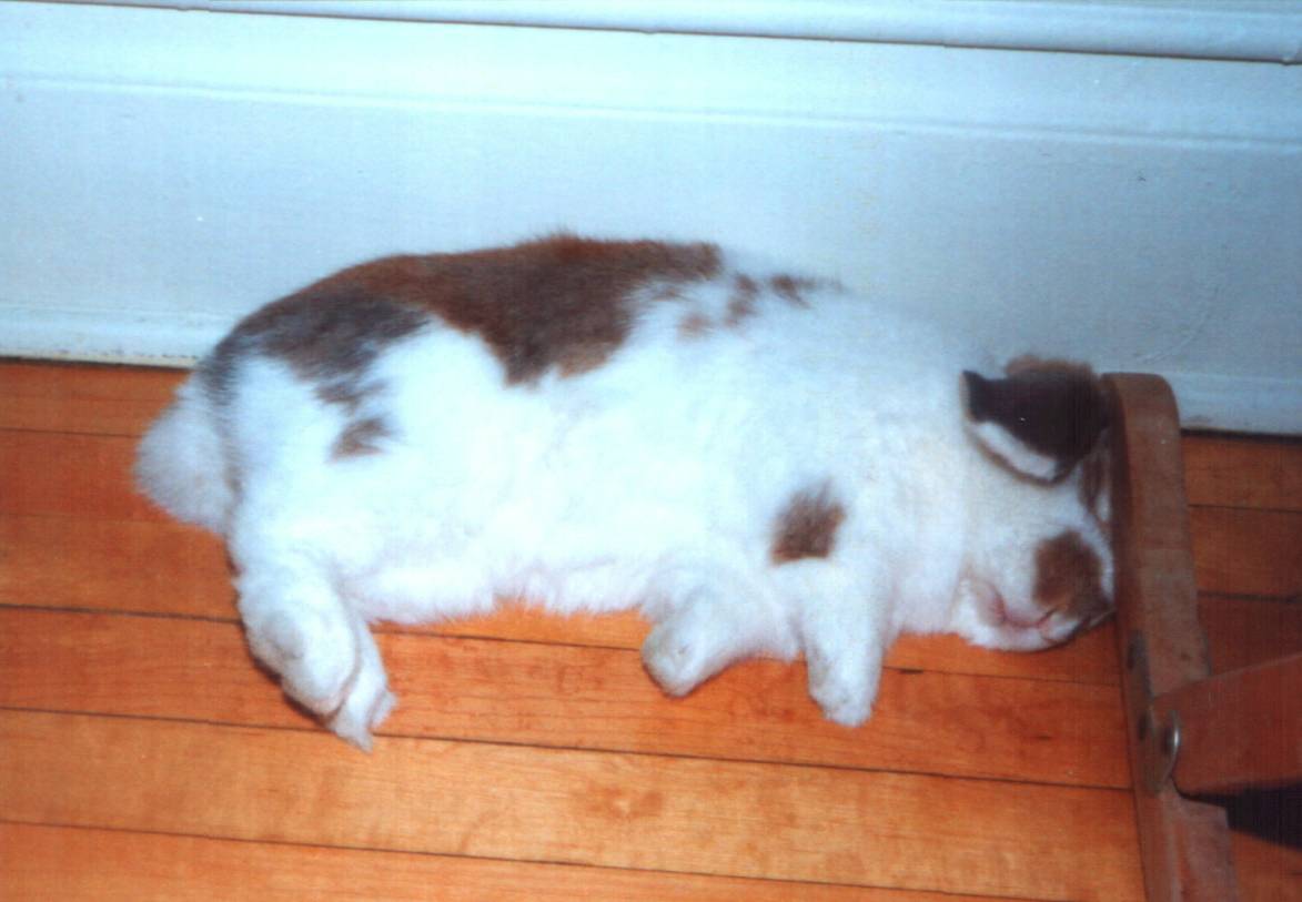 Chubbiest bunny in the world