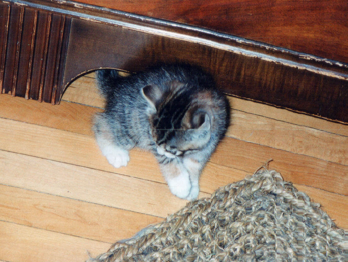 Pez playing with a mat