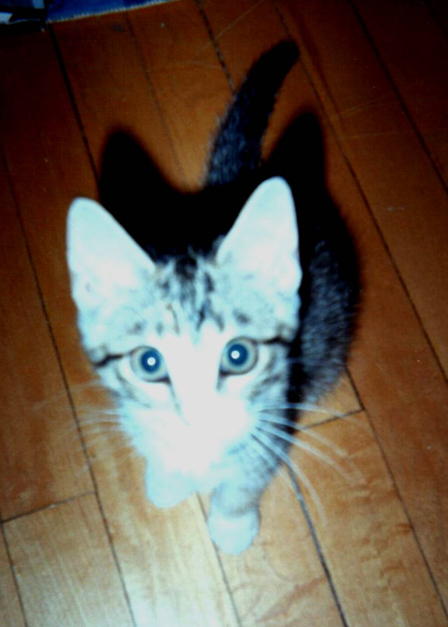 3-D Kitty