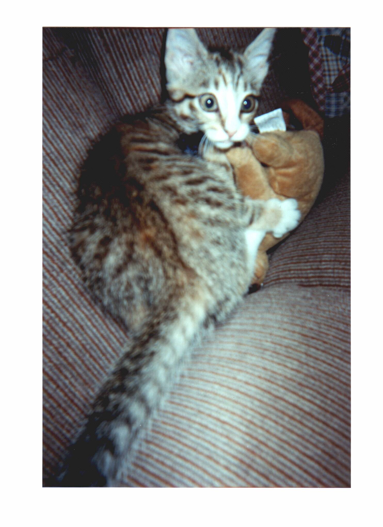 Kill that stuffed kitty