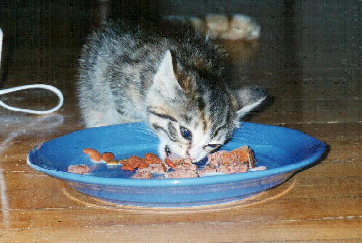 Yum yum, gotta feed the tapeworms