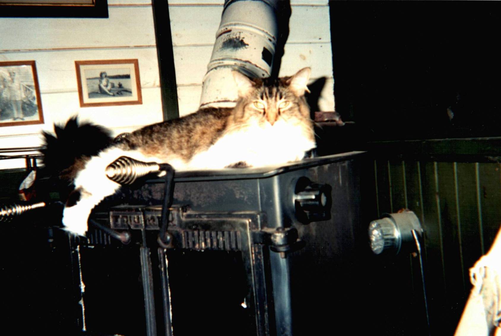 Bet Skittles is thankful the stove isn't on.
