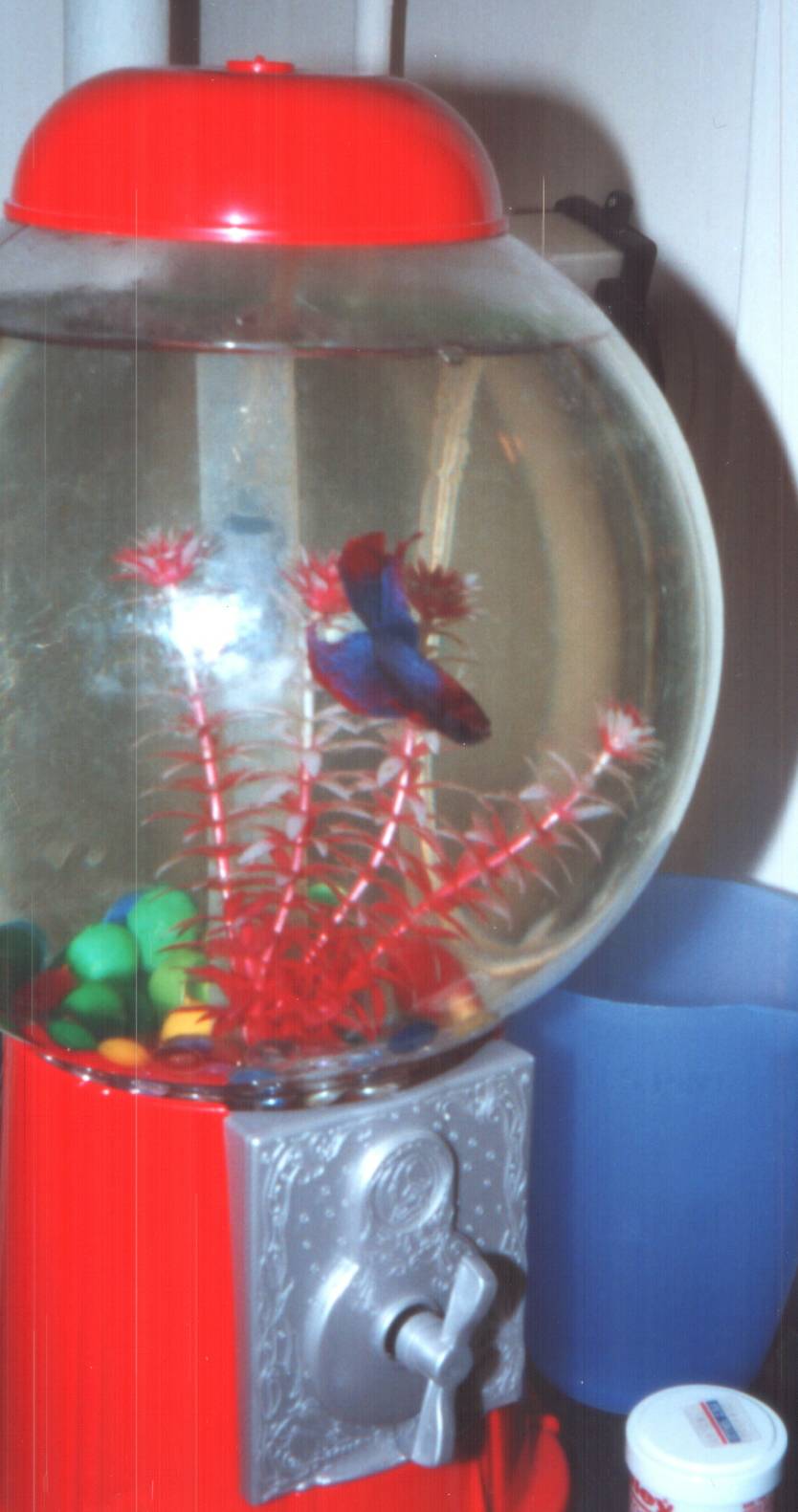 My fish Fred
