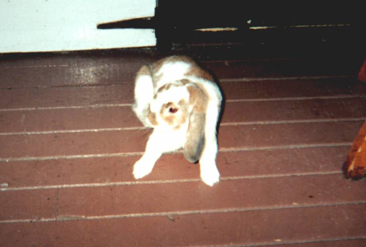 Reese racing around the cabin.