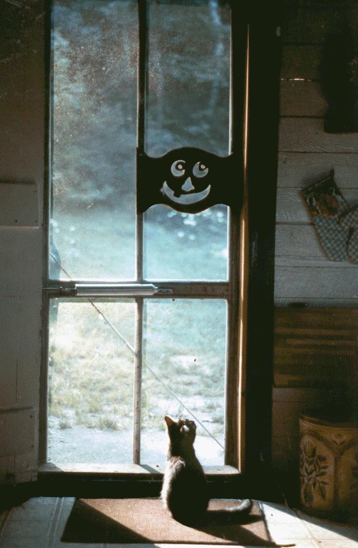Oliver at the back door at the lake