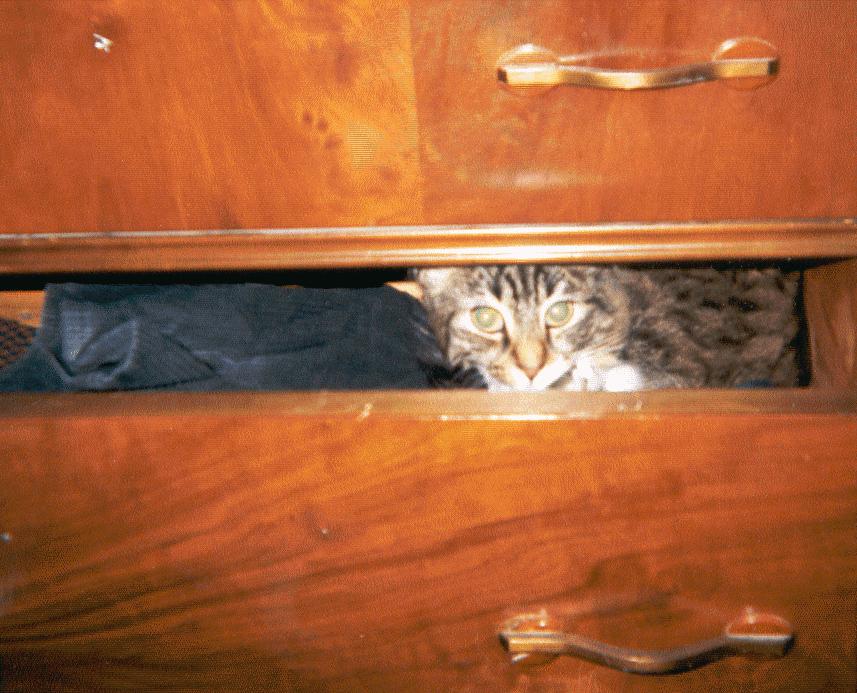 hide and seek