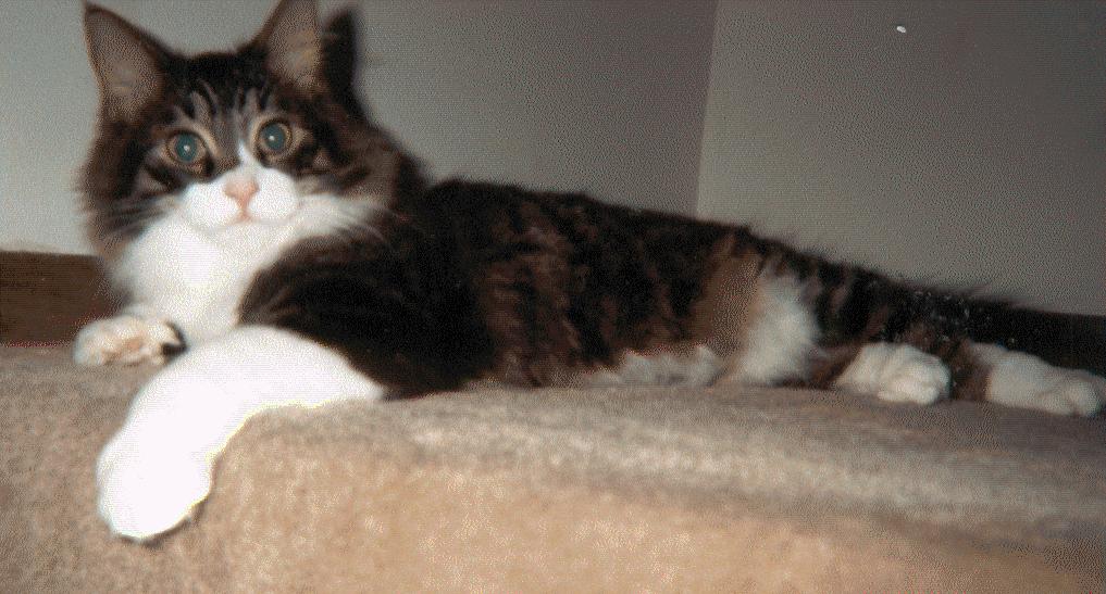 King of the stairs