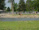 03-elk.jpg (36383 bytes)