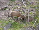 50-yellowstonedeer.jpg (50044 bytes)