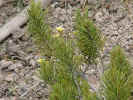 52-yellowstoneflower.jpg (44902 bytes)