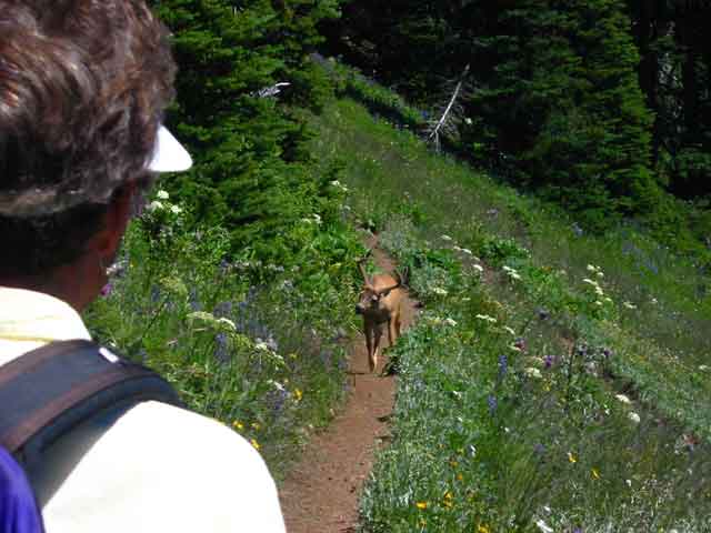 buck