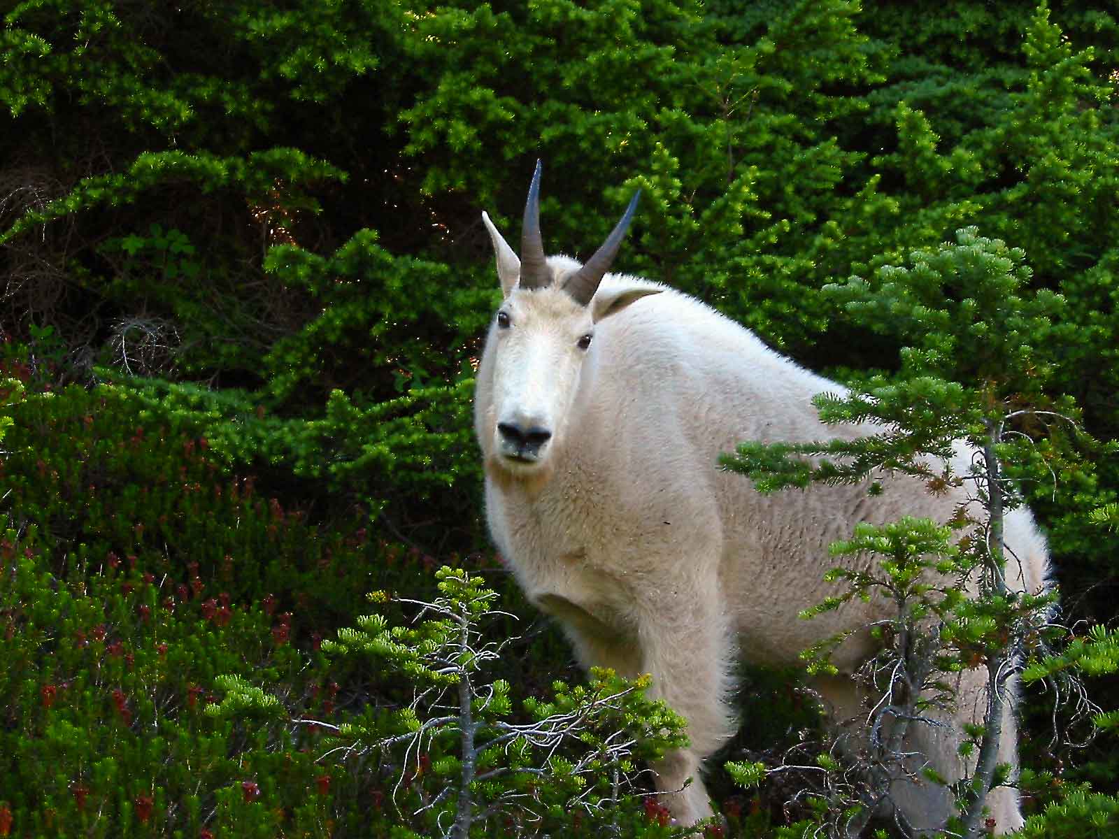 goat