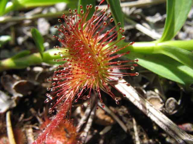 sundew
