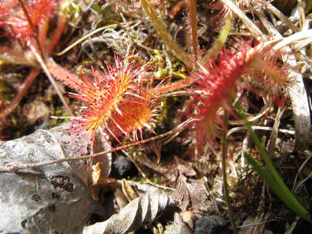 sundew