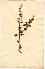 Basilicum, ur Linnés herbarium