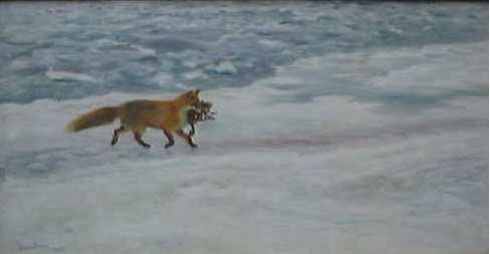 räven raskar över isen