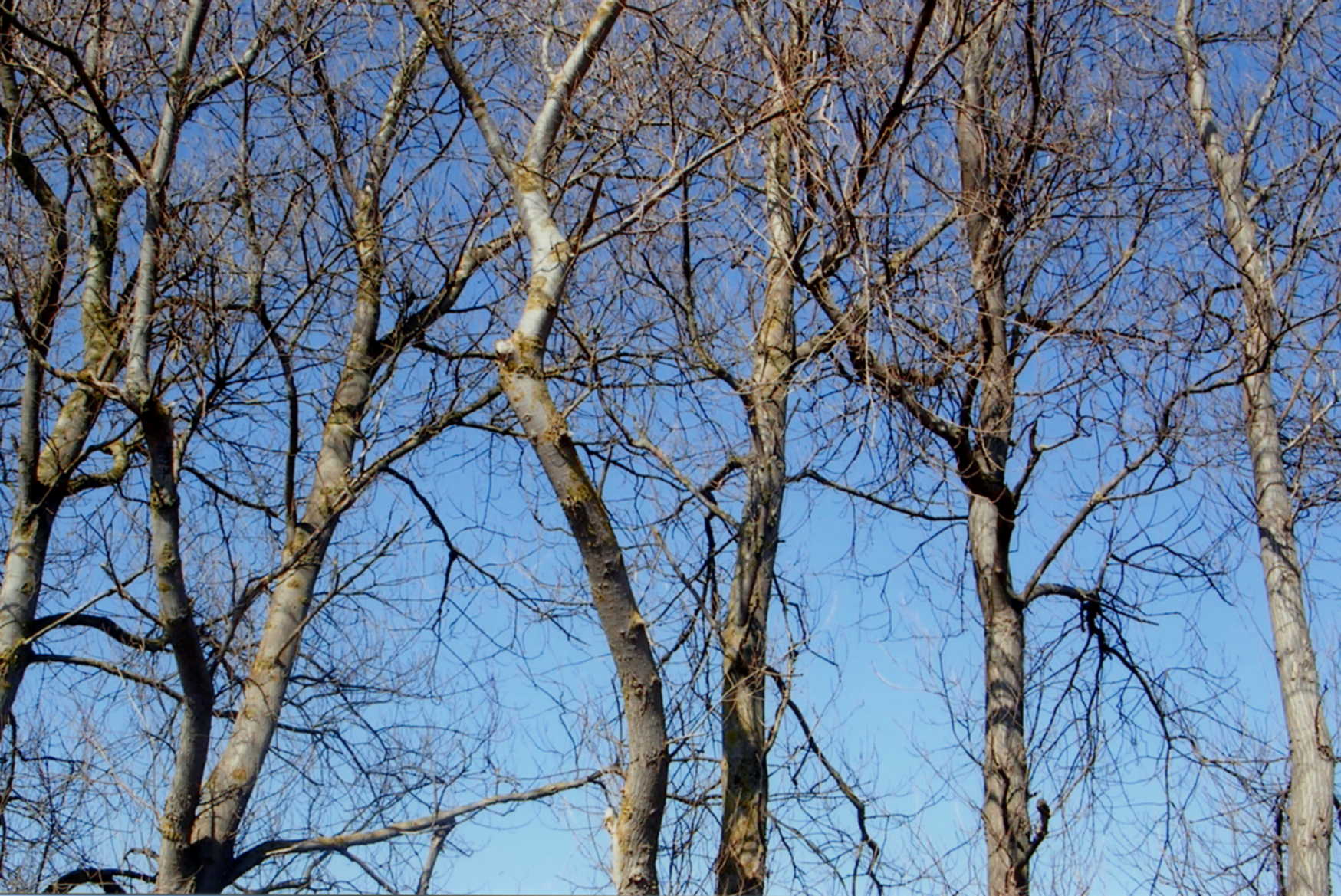 silver birch