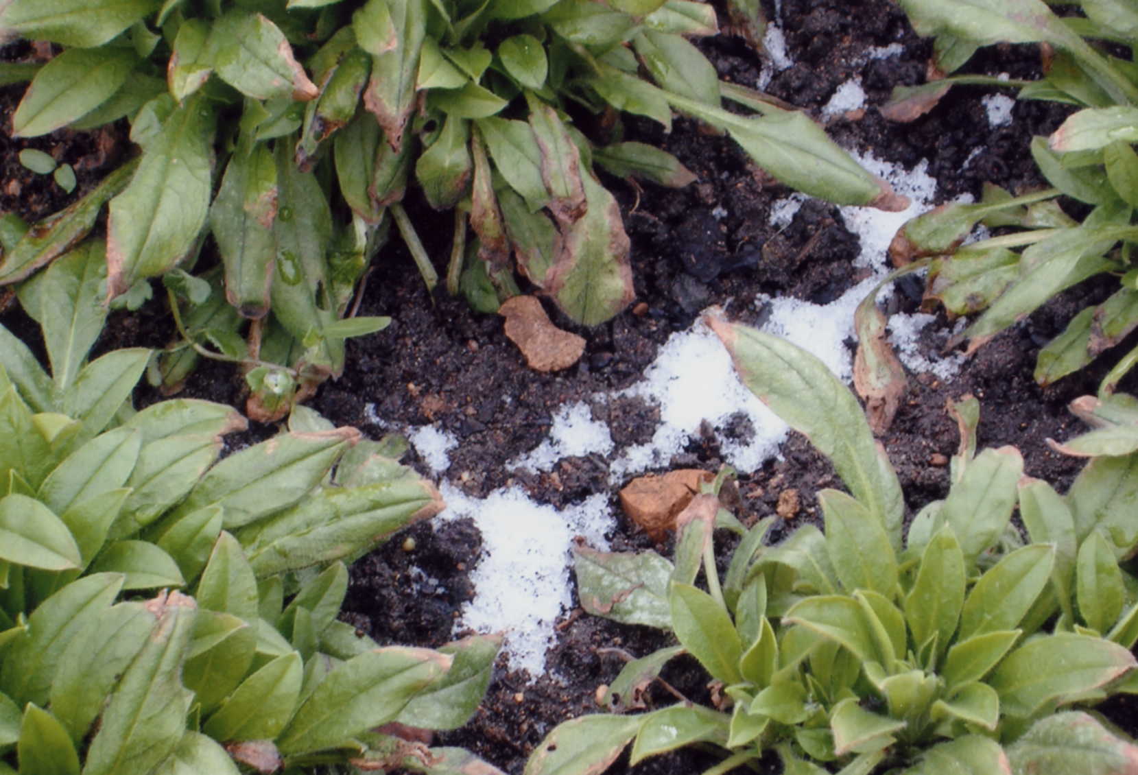 frozen weeds