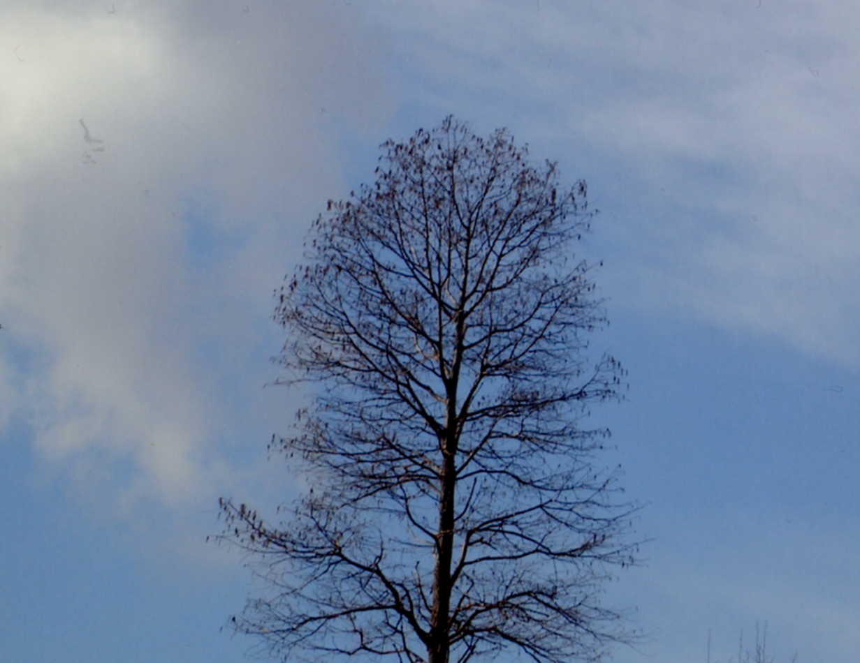 tree on sky