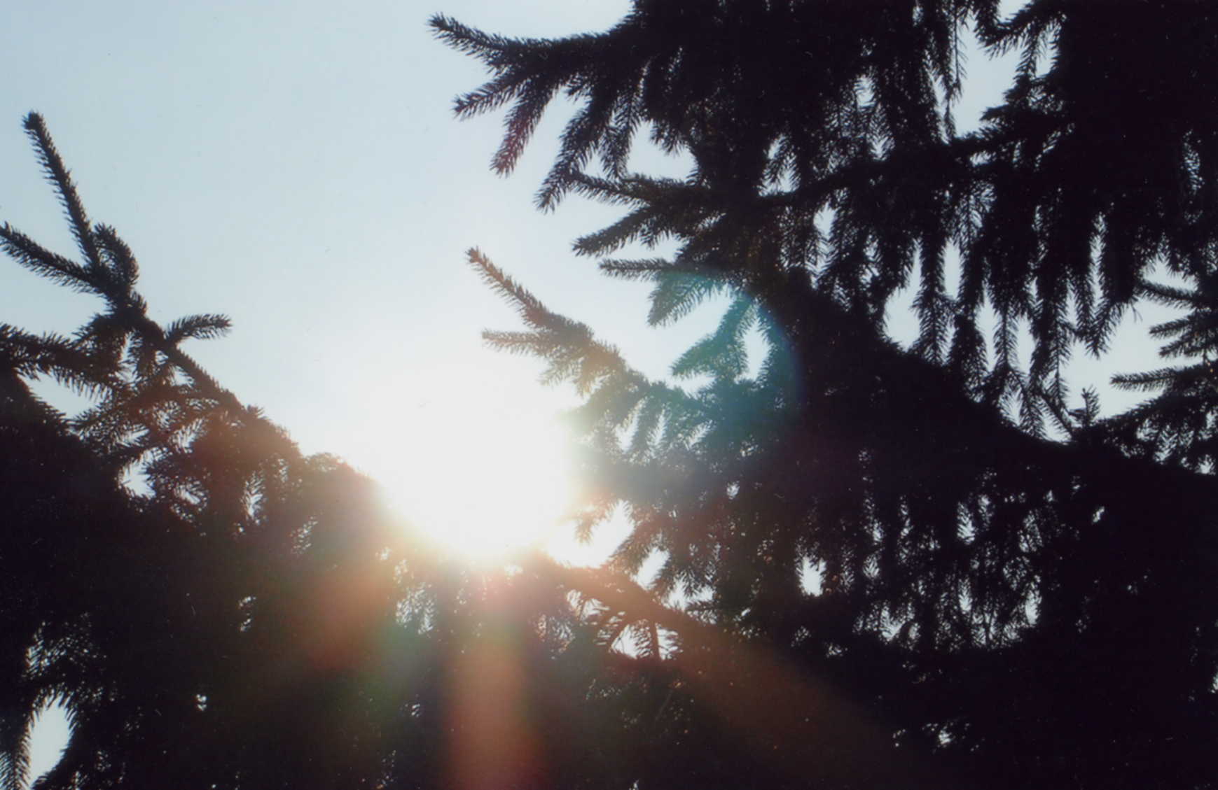 sun on branch