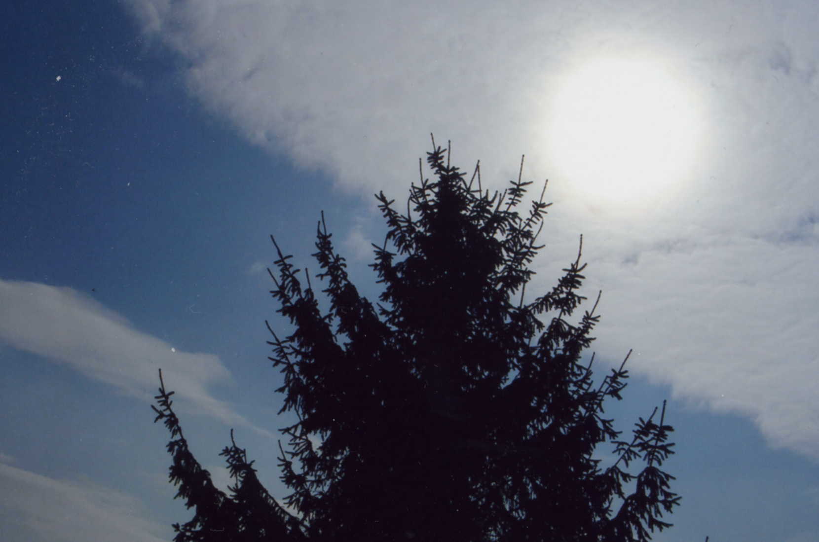 tree twinkle