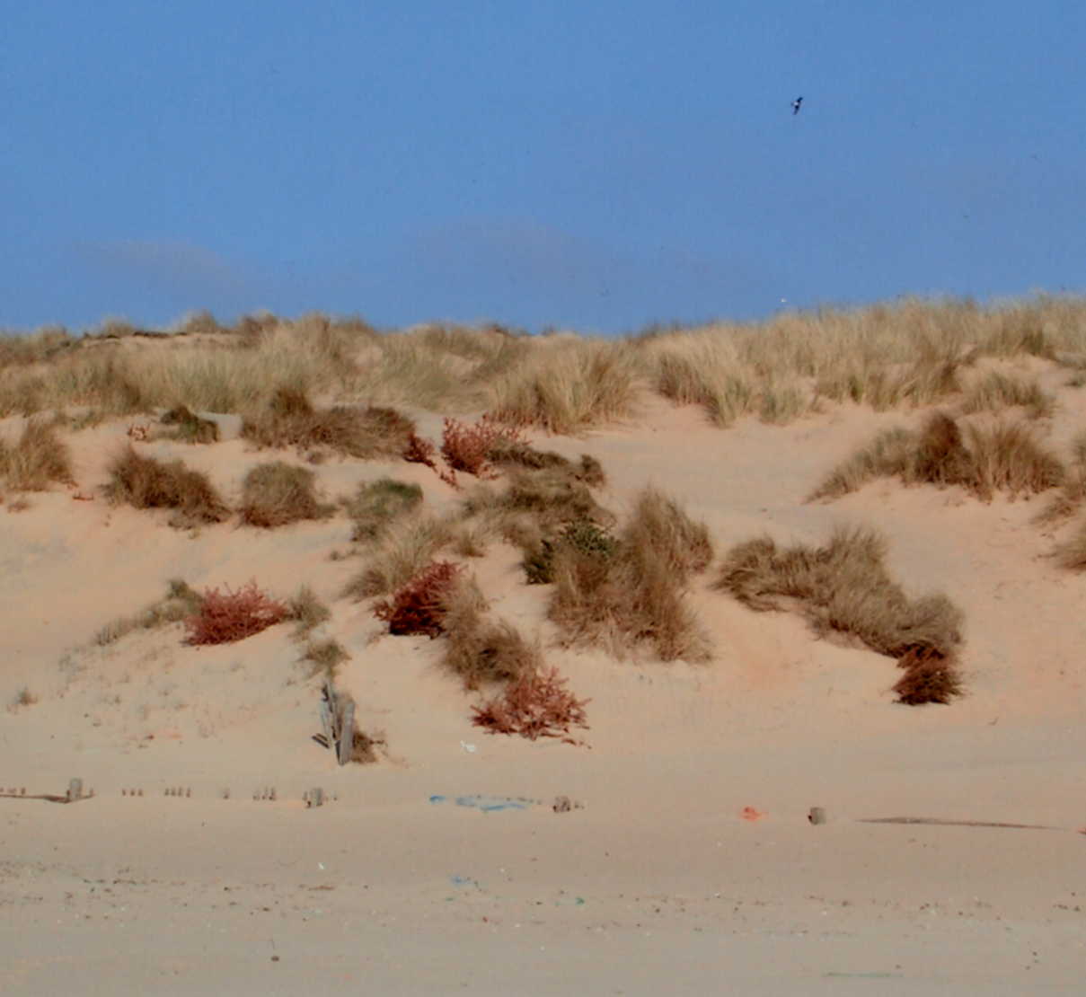dunes