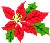 Poinsetta