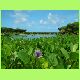 Guam054b.JPG