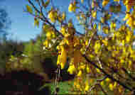 kowhai