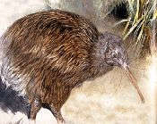 click to check the story of how Kiwi lost his wings&nbsp; .. courtesy Maori.org.nz&nbsp; 