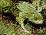 click 4 Aotearoa Good morning .. listen to the indigenous birdsongs of the Tui, Ruru, Kakapo, Kiwi, Korimako, Pipiwharauroa and many more birds of Aotearoa .. by Judy Voullaire 