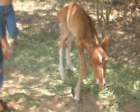 colt