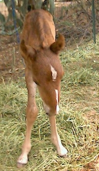one day old