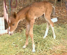 one day old