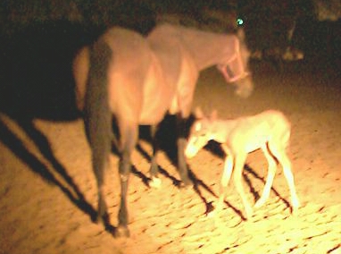 one hour old